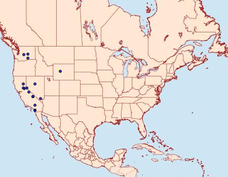 Distribution Data for Heliothis belladonna