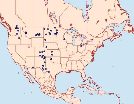 Distribution Data for Protoschinia nuchalis