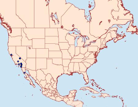 Distribution Data for Schinia graefiana