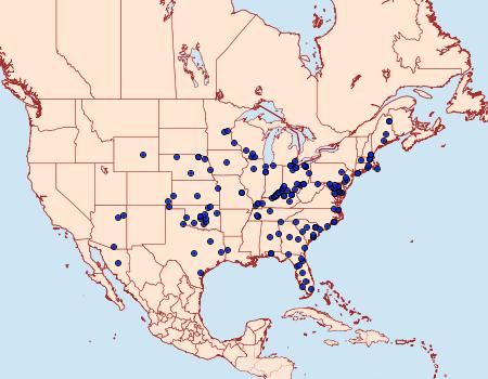 Distribution Data for Schinia lynx