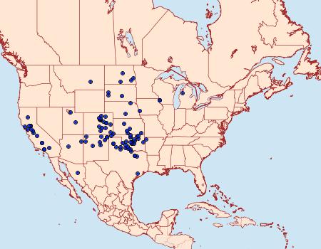 Distribution Data for Schinia mortua