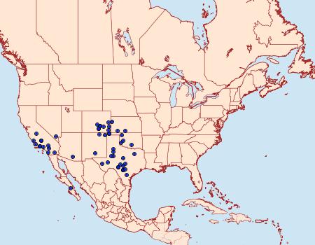 Distribution Data for Schinia cupes