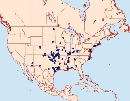 Distribution Data for Schinia gracilenta