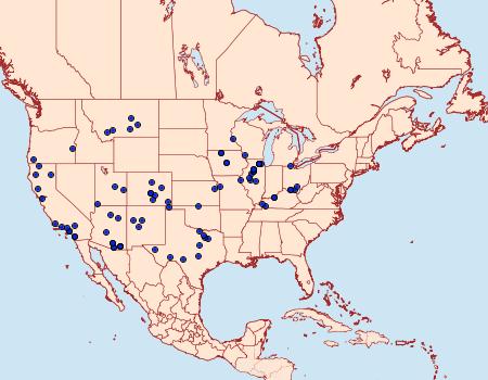 Distribution Data for Schinia oleagina