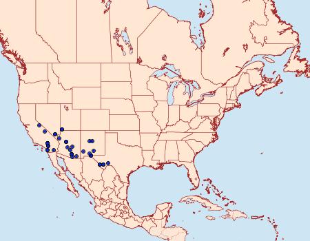 Distribution Data for Schinia miniana