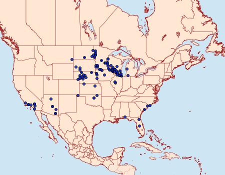 Distribution Data for Schinia lucens