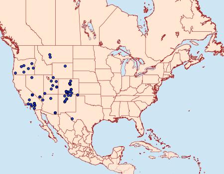 Distribution Data for Schinia albafascia