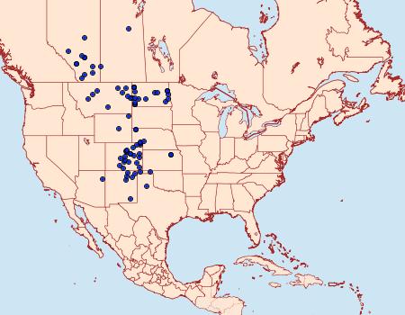 Distribution Data for Schinia cumatilis