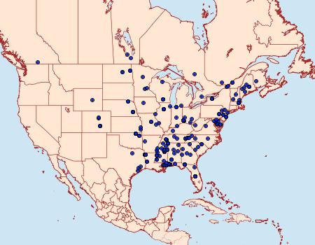 Distribution Data for Gerdana caritella