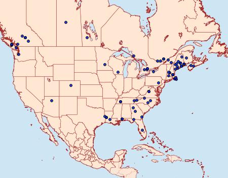 Distribution Data for Holcocera immaculella