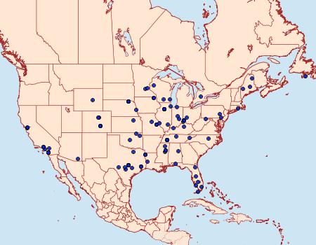 Distribution Data for Mompha albocapitella