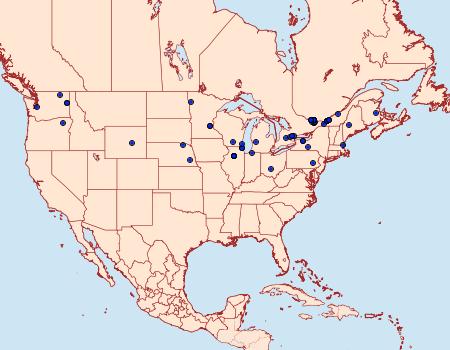 Distribution Data for Scythris limbella