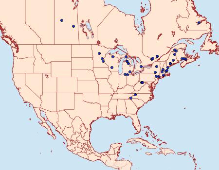 Distribution Data for Sthenopis argenteomaculatus