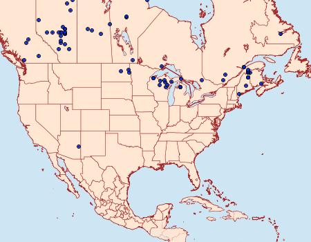 Distribution Data for Sthenopis purpurascens