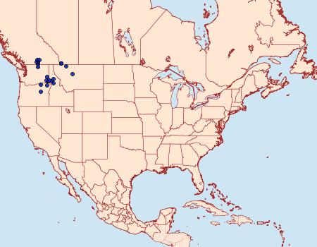 Distribution Data for Greya enchrysa