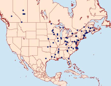 Distribution Data for Gnorimoschema gallaesolidaginis