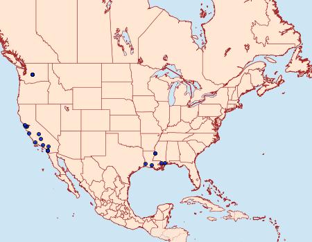 Distribution Data for Symmetrischema costaricanum