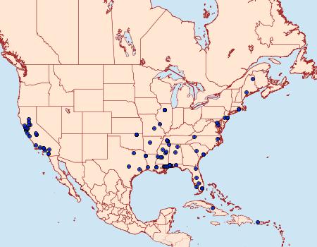 Distribution Data for Symmetrischema striatella