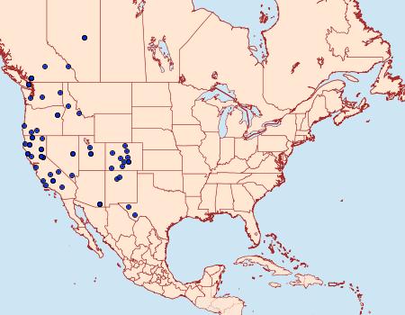 Distribution Data for Chionodes abella