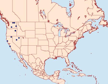 Distribution Data for Chionodes impes