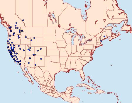 Distribution Data for Chionodes braunella