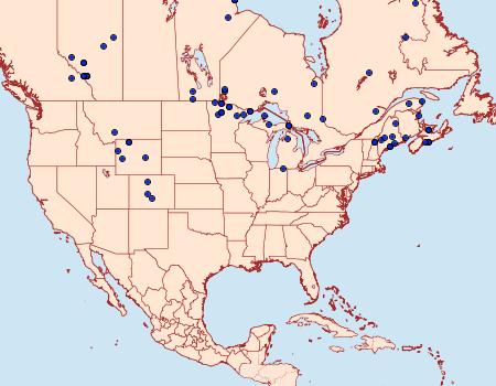 Distribution Data for Chionodes sattleri