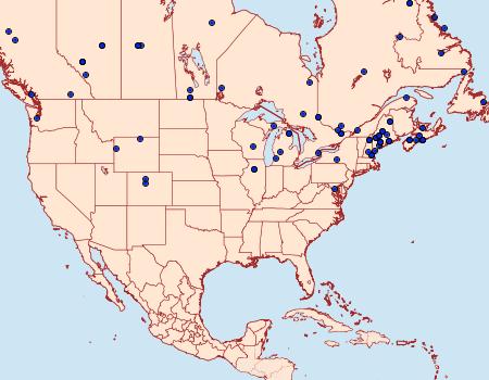 Distribution Data for Chionodes continuella