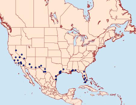 Distribution Data for Chionodes dentella