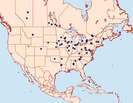 Distribution Data for Chionodes fondella