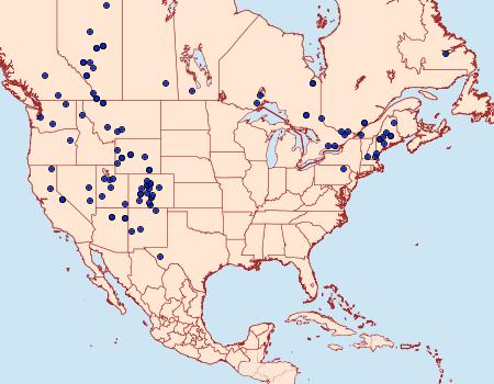 Distribution Data for Chionodes lugubrella