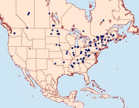 Distribution Data for Chionodes obscurusella