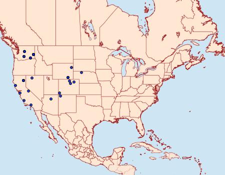 Distribution Data for Chionodes rhombus