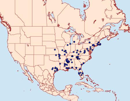 Distribution Data for Chionodes pereyra