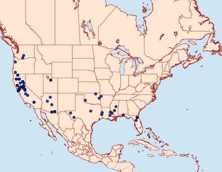 Distribution Data for Chionodes powelli