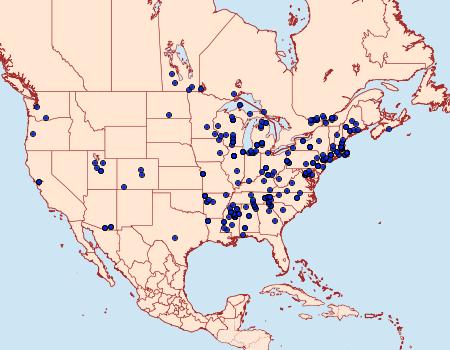 Distribution Data for Chionodes thoraceochrella