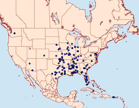 Distribution Data for Stegasta bosqueella