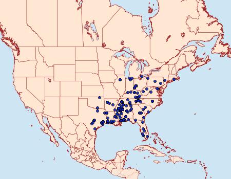 Distribution Data for Untomia albistrigella