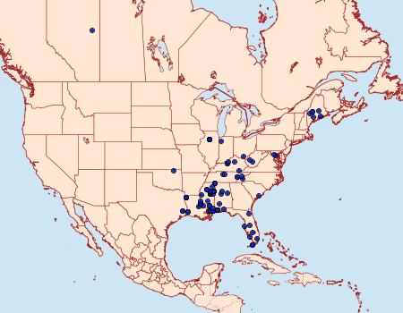 Distribution Data for Anacampsis conclusella