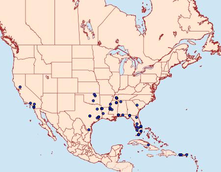 Distribution Data for Mesophleps adustipennis