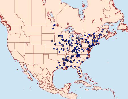 Distribution Data for Dichomeris flavocostella