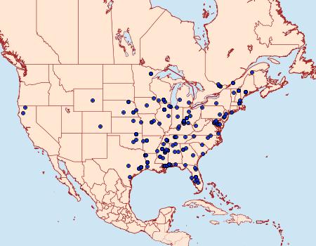 Distribution Data for Diploschizia impigritella