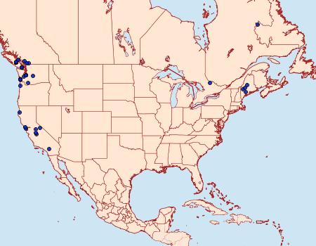 Distribution Data for Rhigognostis interrupta