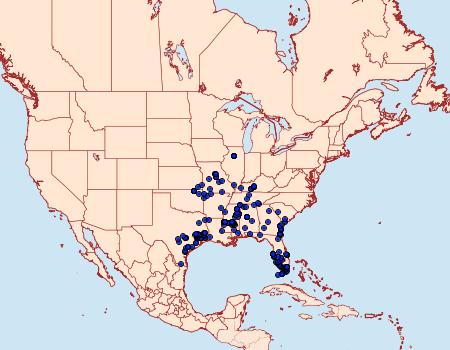 Distribution Data for Enaemia pupula