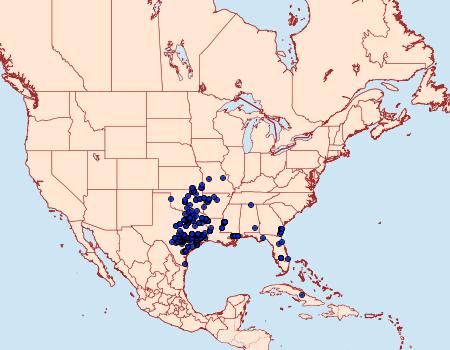 Distribution Data for Enaemia subfervens