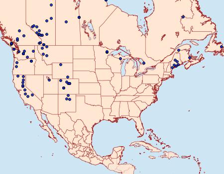 Distribution Data for Albuna pyramidalis