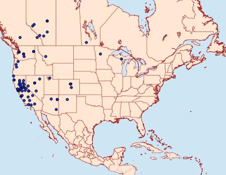 Distribution Data for Sesia pacificum