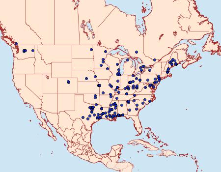 Distribution Data for Synanthedon scitula