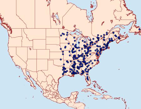 Distribution Data for Synanthedon acerni