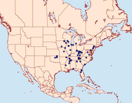 Distribution Data for Brenthia pavonacella