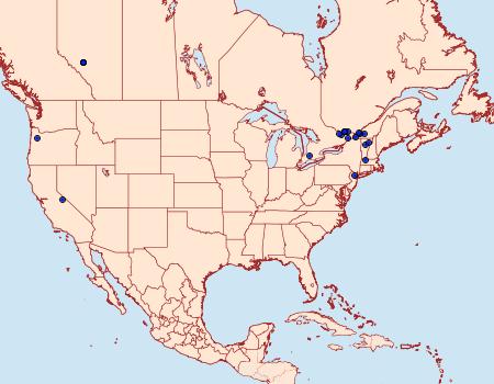 Distribution Data for Neocaloreas leucobasis